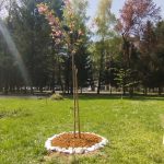 Where Friendship Blossoms: A Cherry Tree in Bloom